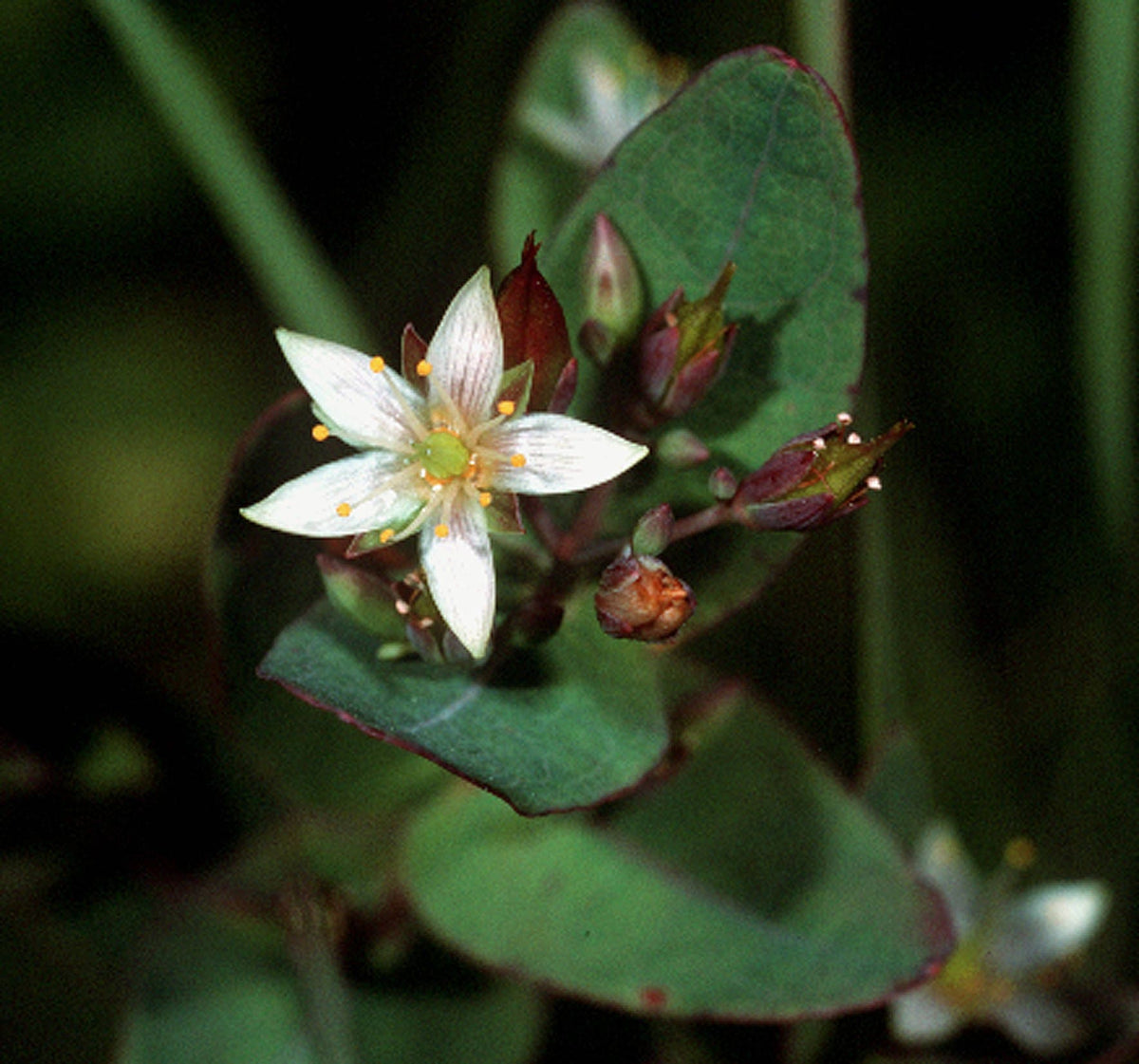 50 semillas de flores de hierba de San Juan Hypericum virginicum rosa malva