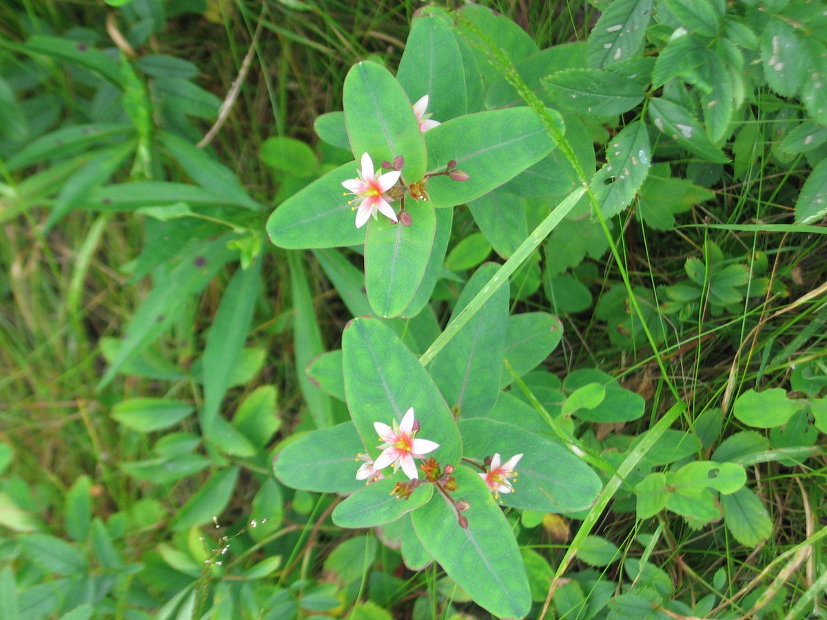 50 semillas de flores de hierba de San Juan Hypericum virginicum rosa malva