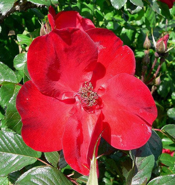 30 semillas de rosa roja japonesa (Rosa Rugosa Rubra Rugrose)