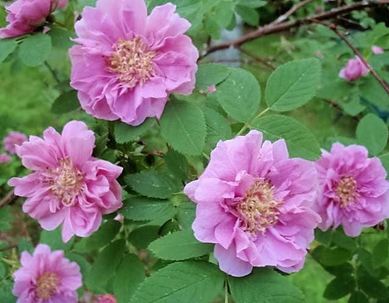 10 semillas de rosa canela rosa Amur Rosa Davurica, flores fragantes
