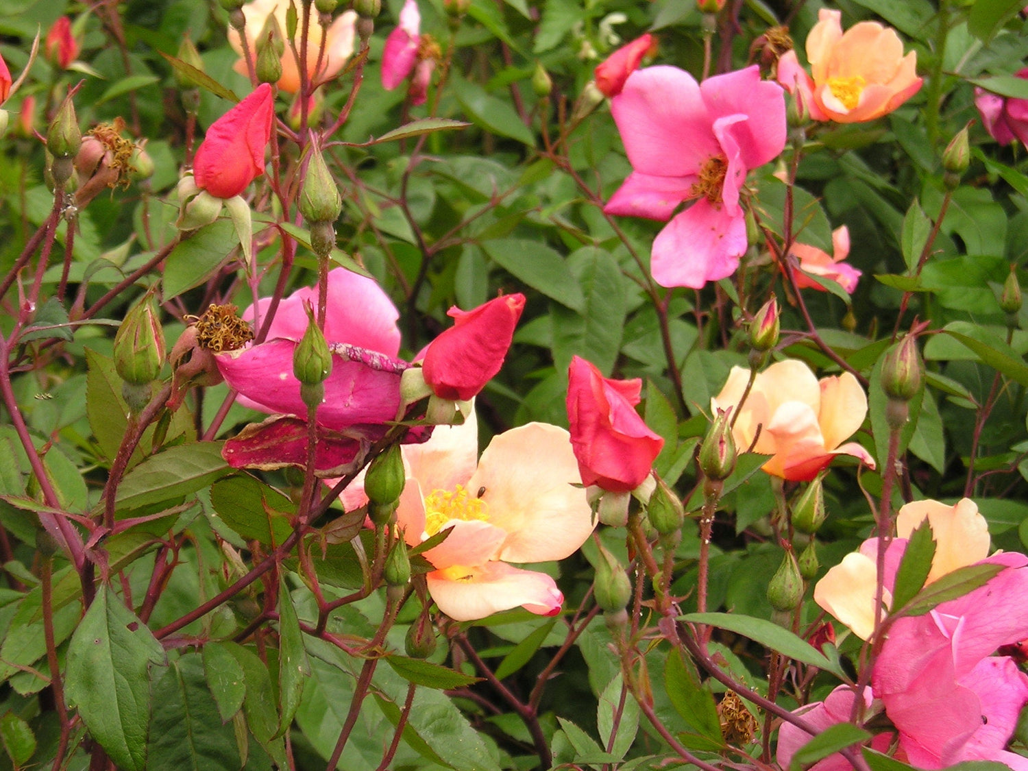 25 colores mixtos ALAS DE ÁNGEL Miniatura ROSA Mezcla de arbustos Semillas de flores Rosa Chinensis
