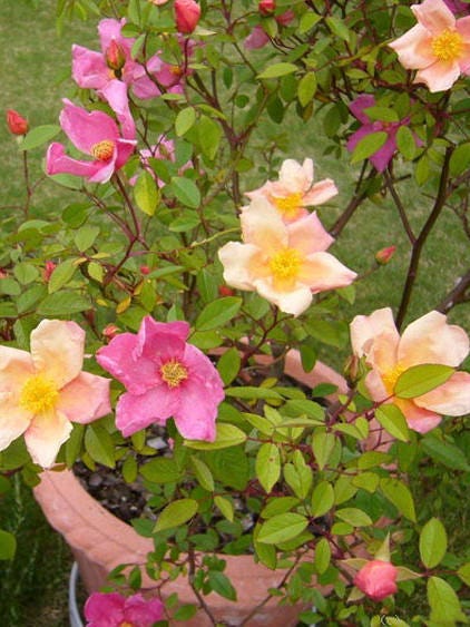 25 colores mixtos ALAS DE ÁNGEL Miniatura ROSA Mezcla de arbustos Semillas de flores Rosa Chinensis