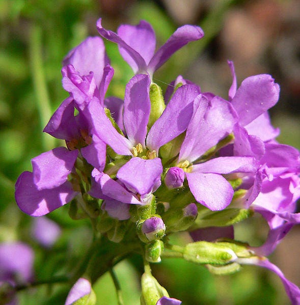 150 semillas de mezcla de flores de berro de roca Arabis Arendsii con encanto de primavera