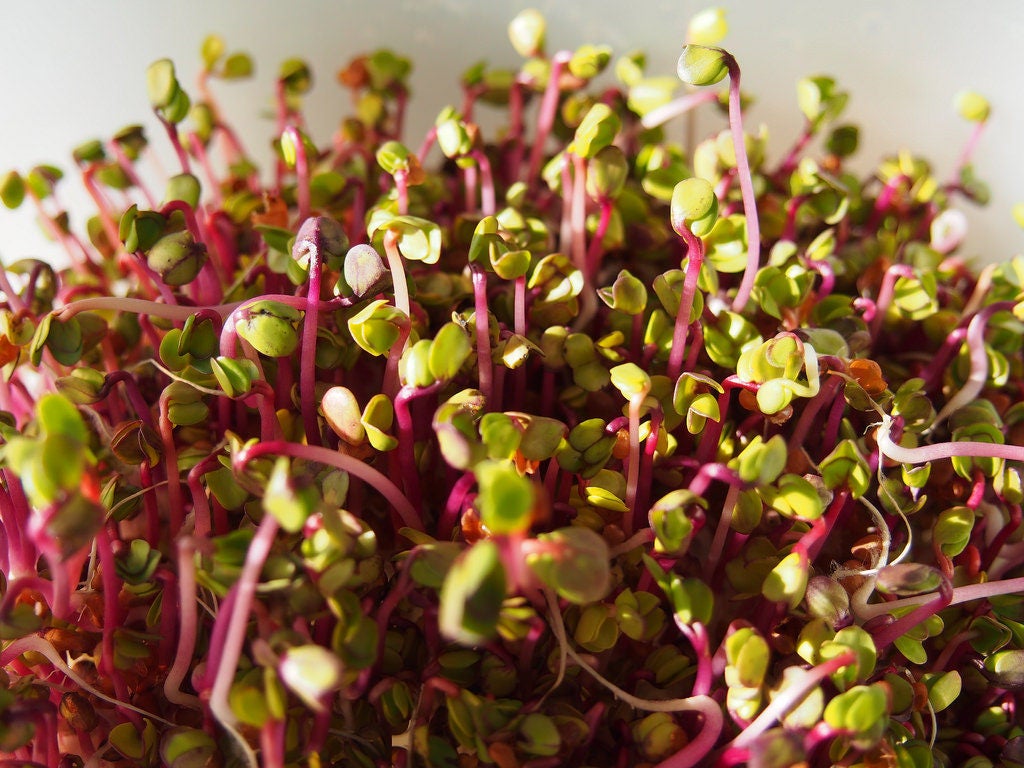 250 semillas de rábano germinado Red Arrow MiniGreen Daikon Raphanus Sativus