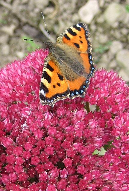 10 semillas de SEDUM EMPEROR'S WAVE, Telephium rojo vertical, suculenta, para jardín de rocas