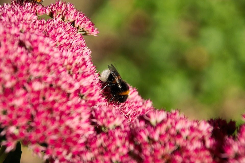 10 semillas de SEDUM EMPEROR'S WAVE, Telephium rojo vertical, suculenta, para jardín de rocas
