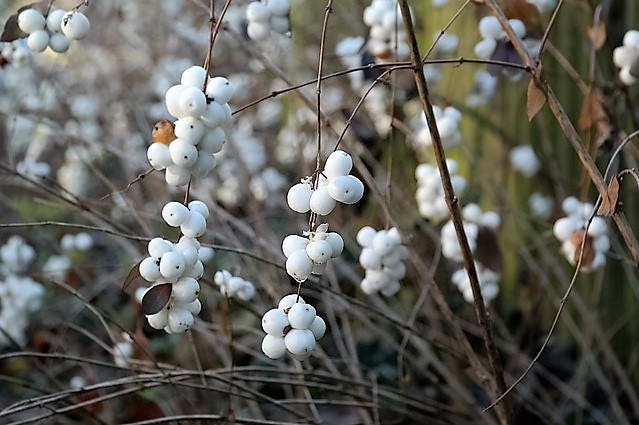 10 semillas de Symphoricarpos Mollis, arbusto enano de flores blancas y rosadas