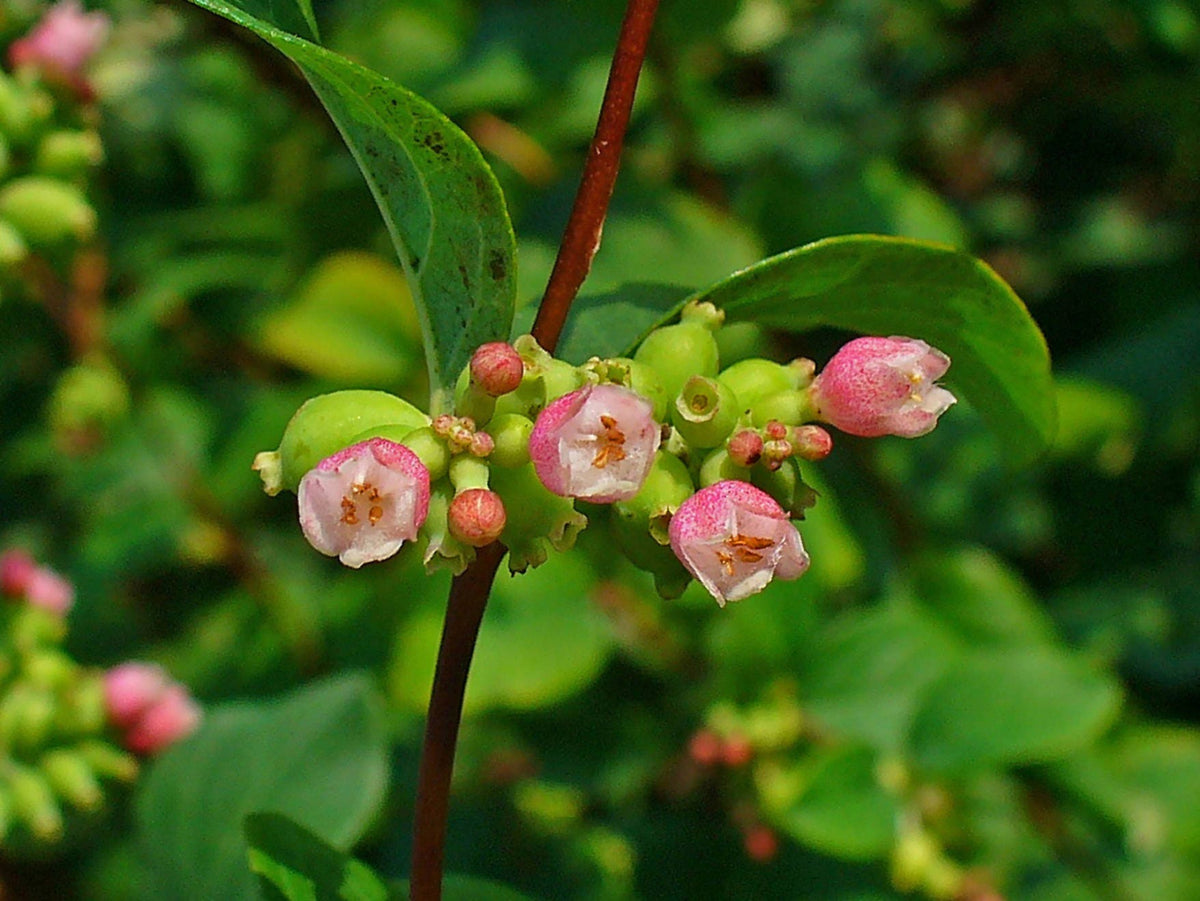 10 semillas de Symphoricarpos Mollis, arbusto enano de flores blancas y rosadas
