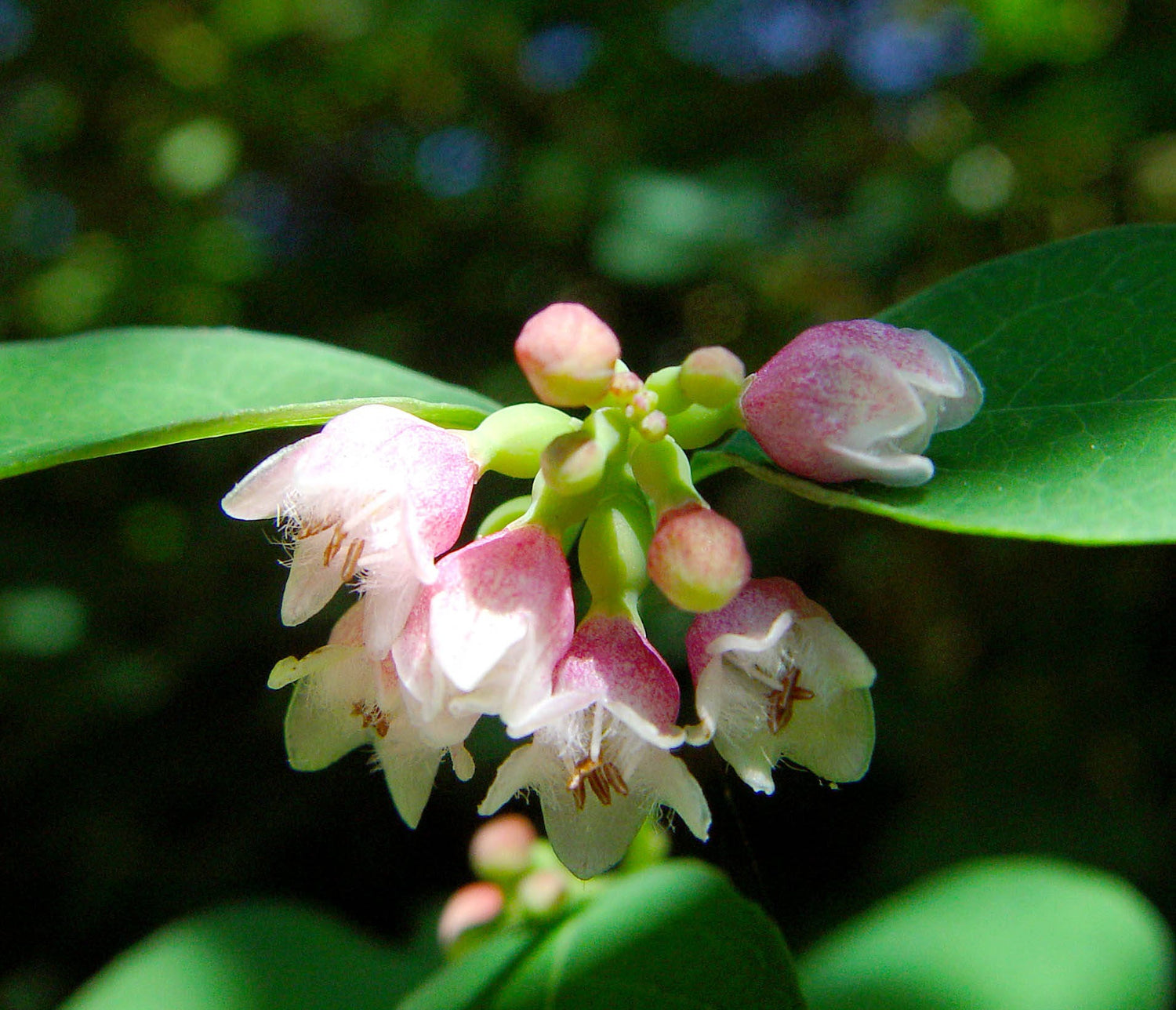 30 WESTERN SNOWBERRY Arbusto Flor blanca rosada Symphoricarpos Occidentalis Semillas