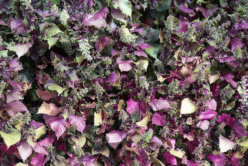 300 semillas de hierba ornamental SHISO morada, también conocida como PERILLA Frutescens, verde y morada