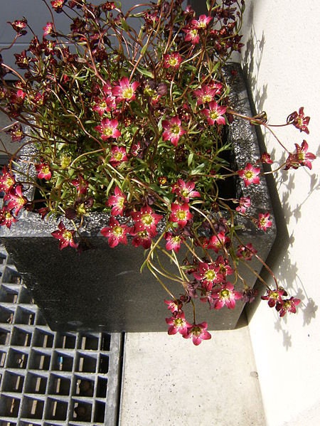 50 PURPLE ROBE SAXIFRAGA Saxifraga Arendsii Moss Rockfoil Evergreen Flower Seeds