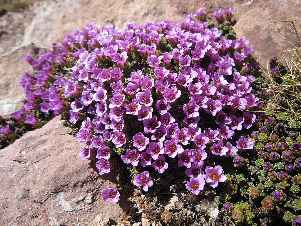 50 PURPLE ROBE SAXIFRAGA Saxifraga Arendsii Moss Rockfoil Evergreen Flower Seeds
