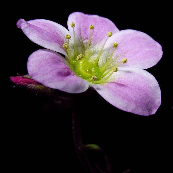 50 PURPLE ROBE SAXIFRAGA Saxifraga Arendsii Moss Rockfoil Evergreen Flower Seeds