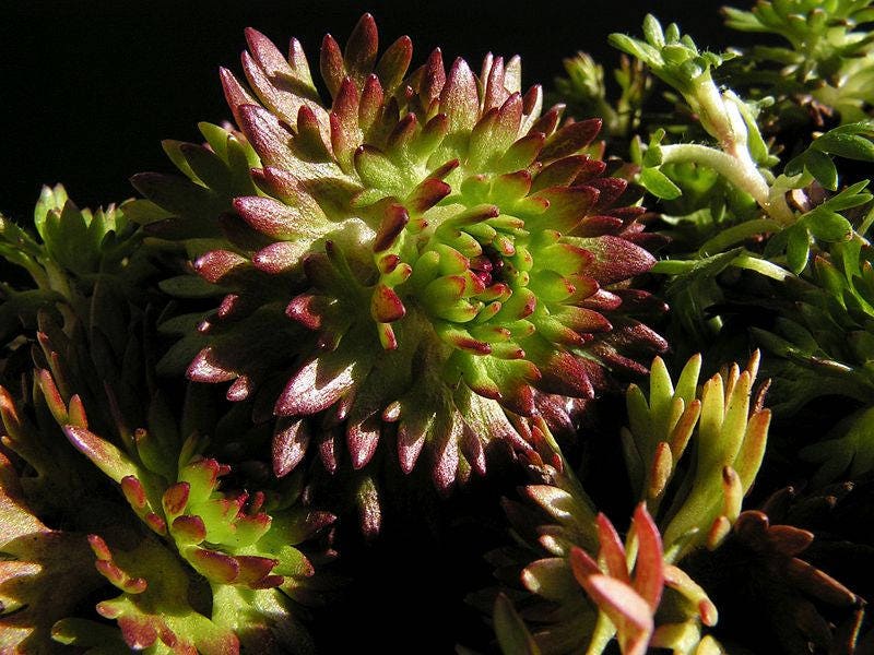 50 PURPLE ROBE SAXIFRAGA Saxifraga Arendsii Moss Rockfoil Evergreen Flower Seeds