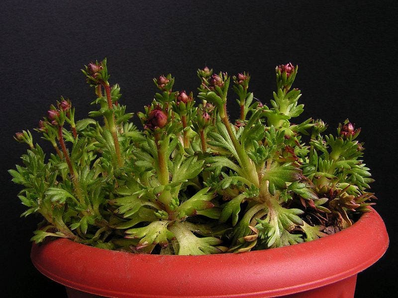 50 PURPLE ROBE SAXIFRAGA Saxifraga Arendsii Moss Rockfoil Evergreen Flower Seeds