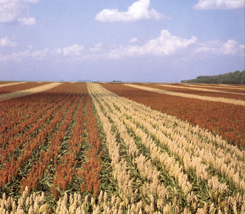 20 Jarabe ROX NARANJA SORGO Waconia Caña de Azúcar Bicolor Semillas de Grano Vegetal