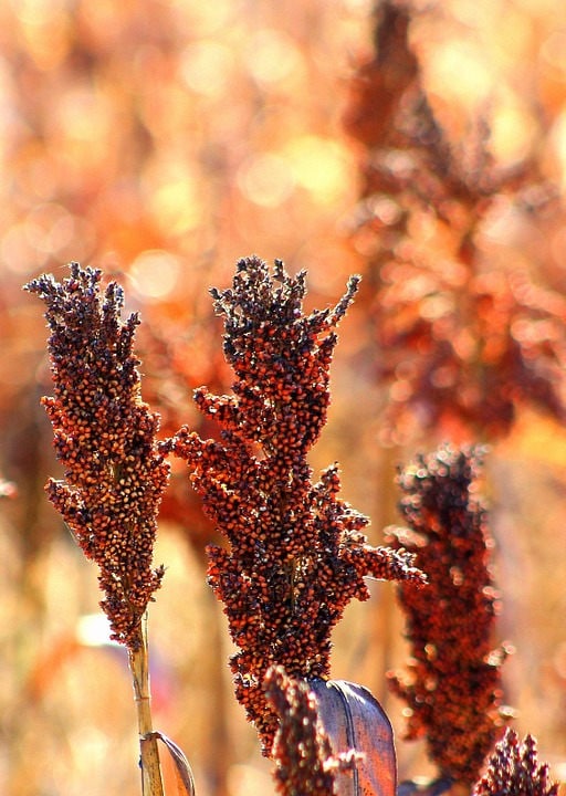 50 M81E SORGO Jarabe Ámbar Claro Bicolor Semillas de Grano Vegetal