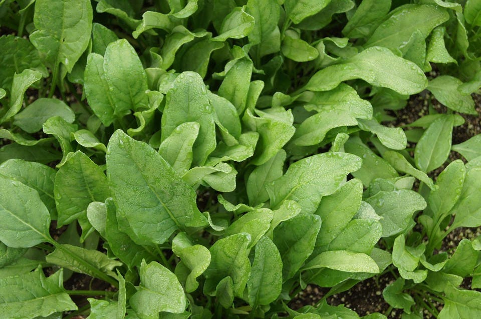 400 Monstrueux De VIROFLAY ESPINACA Francesa Spinacia Oleracea Semillas Vegetales