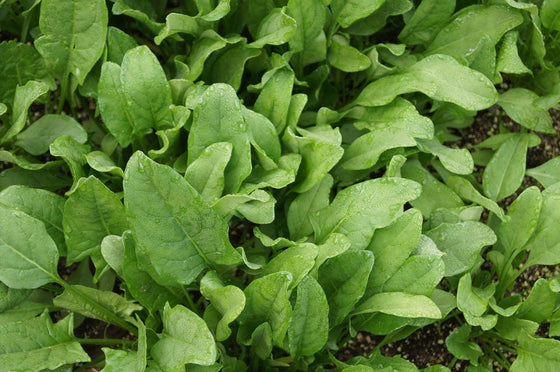 400 Monstrueux De VIROFLAY SPINACH French Spinacia Oleracea Vegetable Seeds
