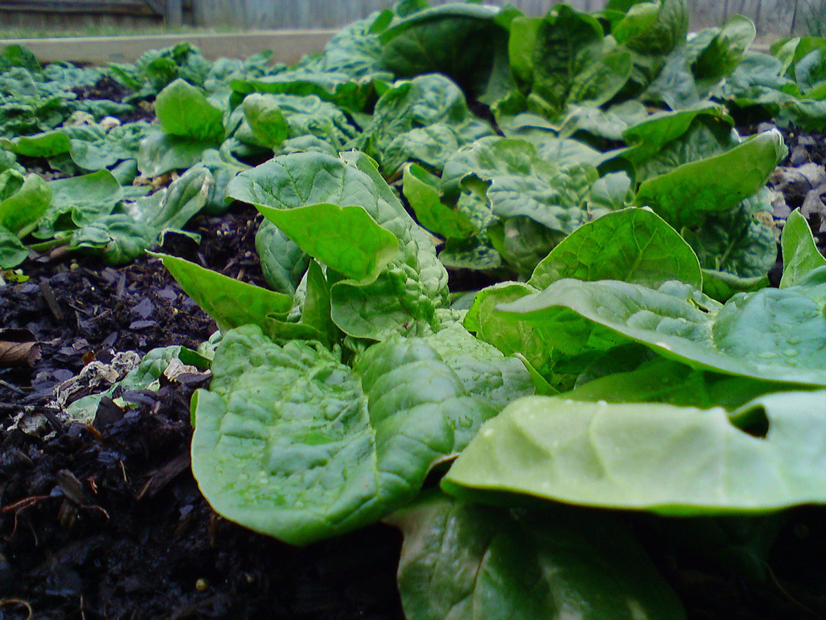 400 Monstrueux De VIROFLAY SPINACH French Spinacia Oleracea Vegetable Seeds
