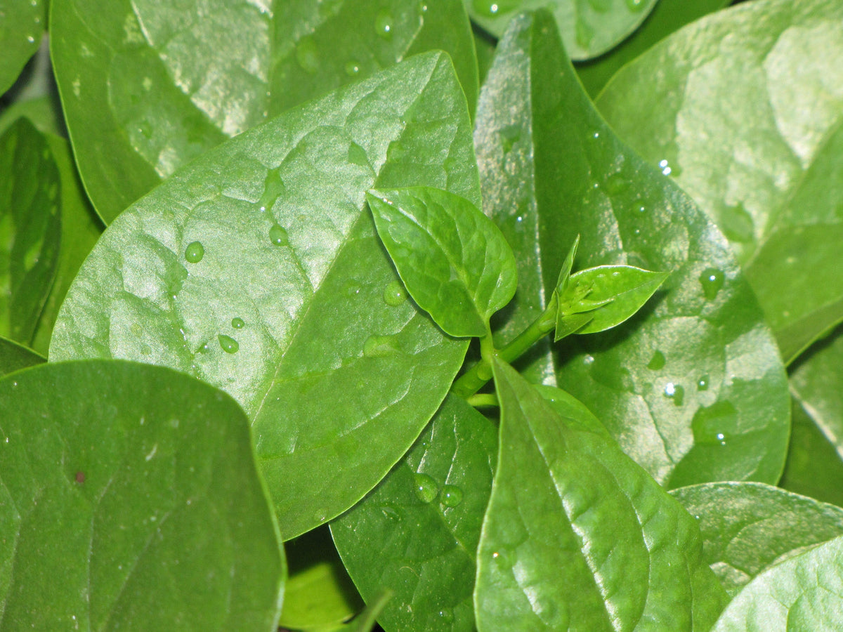 400 Monstrueux De VIROFLAY SPINACH French Spinacia Oleracea Vegetable Seeds