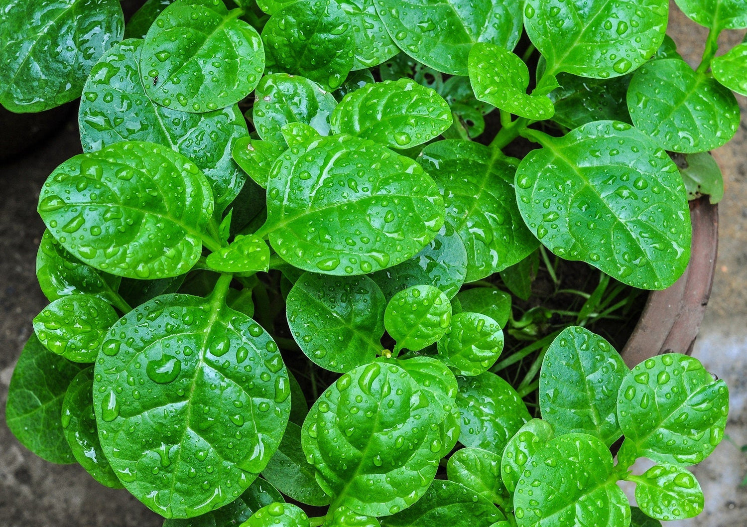 400 Monstrueux De VIROFLAY ESPINACA Francesa Spinacia Oleracea Semillas Vegetales