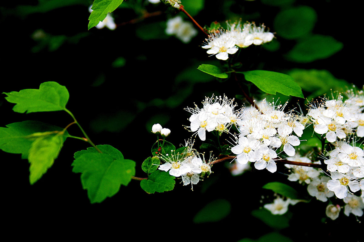 50 White CHINESE SPIREA Spiraea Chinensis Flower Bush Shrub Seeds
