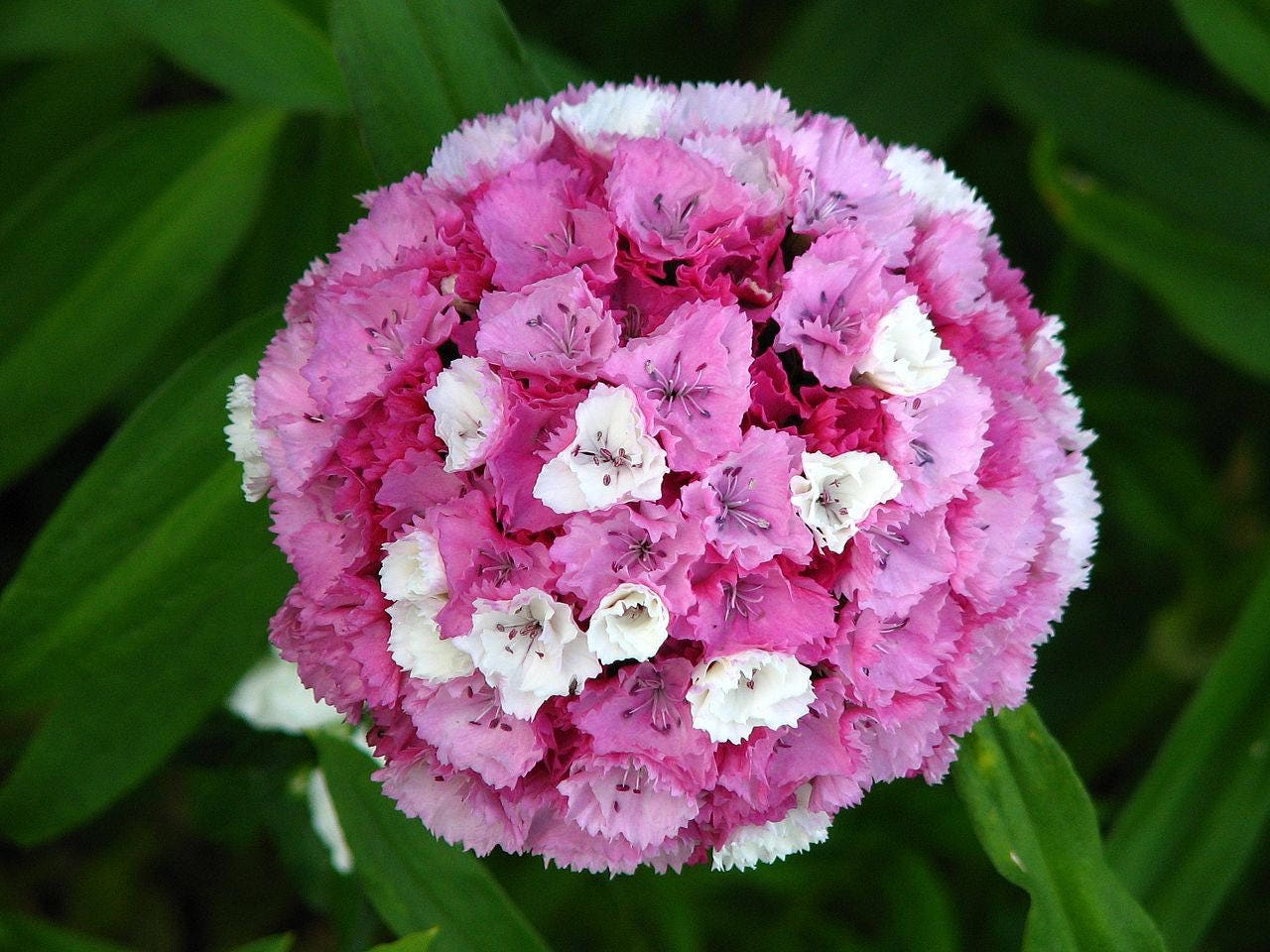 100 WEE Willie Dwarf SWEET WILLIAM Semillas de flores de Dianthus Barbatus de colores mixtos