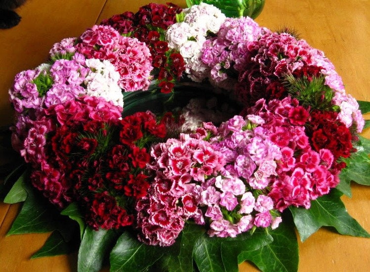 100 WEE Willie Dwarf SWEET WILLIAM Semillas de flores de Dianthus Barbatus de colores mixtos