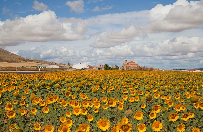 100 semillas de girasol de aceite negro Helianthus annuus, flor de colibrí amarilla