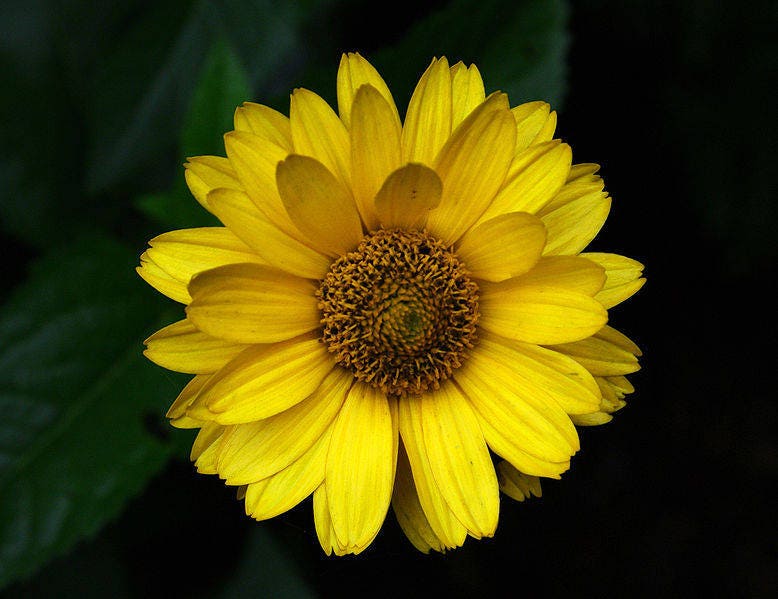 50 SUMMER SUN SUNDROPS Yellow Heliopsis Scabra False Sunflower Flower Seeds