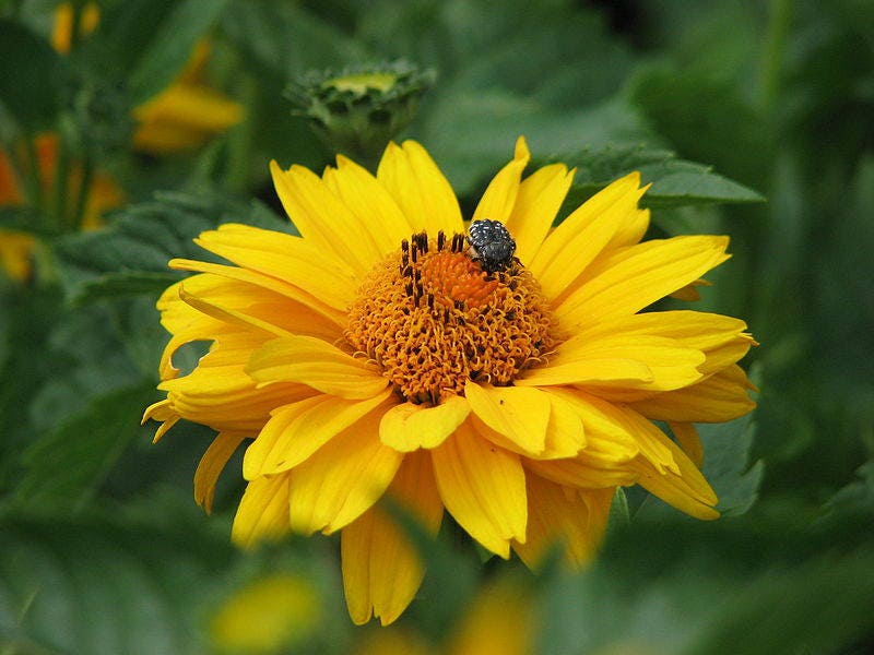 50 SUMMER SUN SUNDROPS Yellow Heliopsis Scabra False Sunflower Flower Seeds