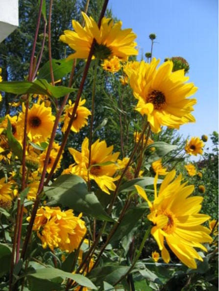 50 SUMMER SUN SUNDROPS Yellow Heliopsis Scabra False Sunflower Flower Seeds