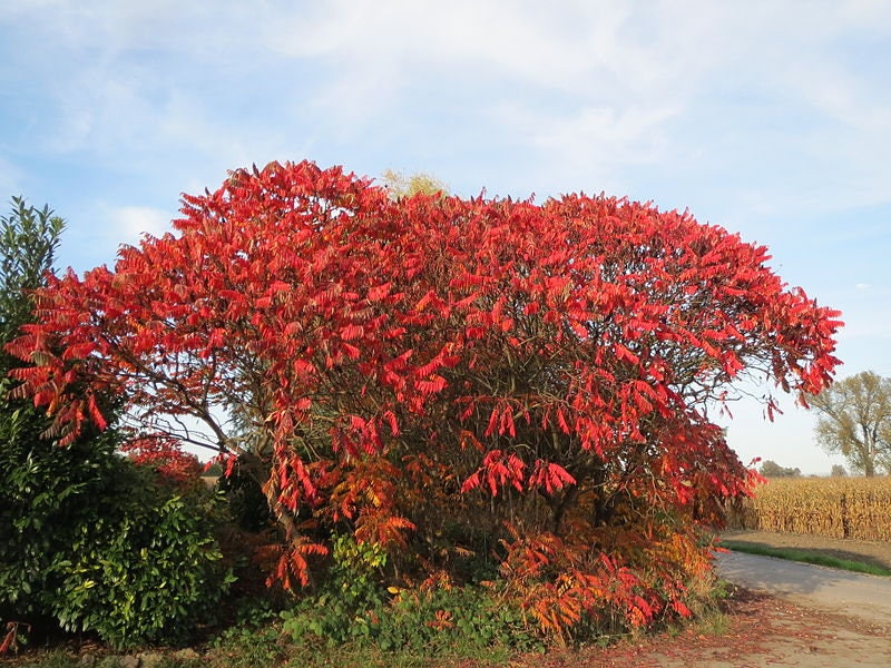 50 STAGHORN SUMAC TREE Rhus Typhina Yellow Flowers Red Berries Seeds