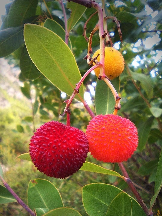 25 semillas de árbol de fresa (Arbutus unedo), árbol de frutos rojos comestibles, Killarney, Irlanda
