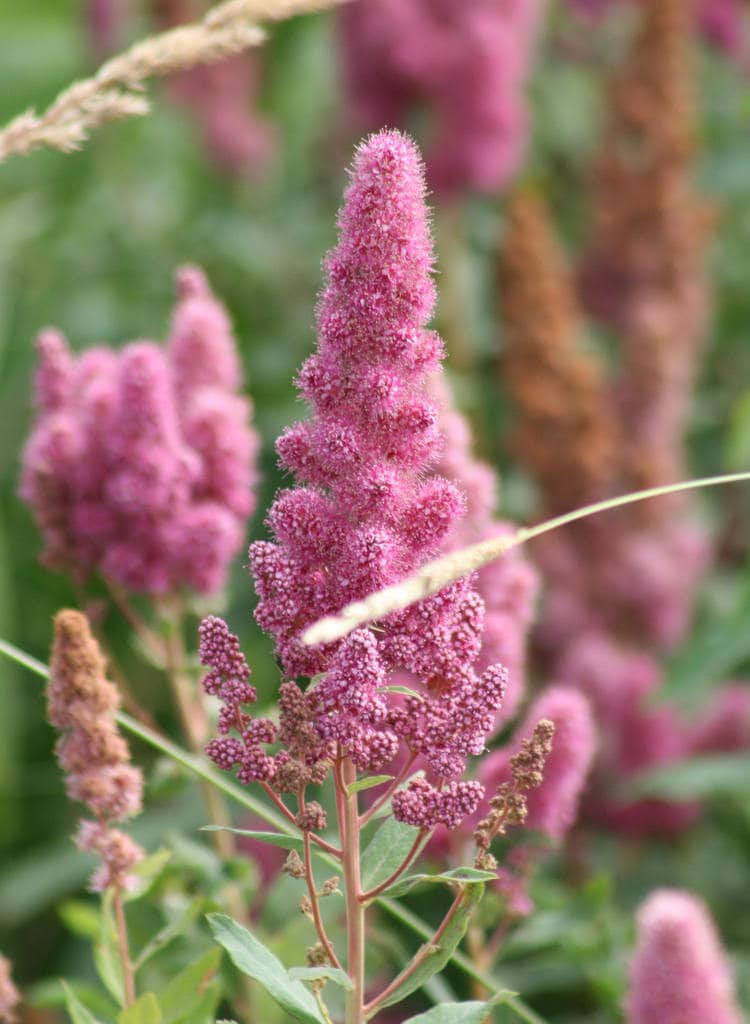 50 ROSE DOUGLAS SPIREA Pink Hardhack Steeple Bush Spiraea Douglasii Flower Shrub Seeds