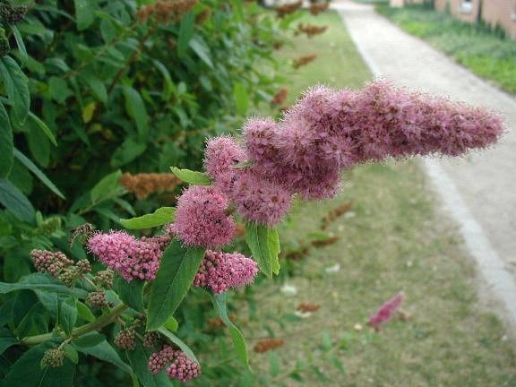 50 ROSE DOUGLAS SPIREA Pink Hardhack Steeple Bush Spiraea Douglasii Flower Shrub Seeds