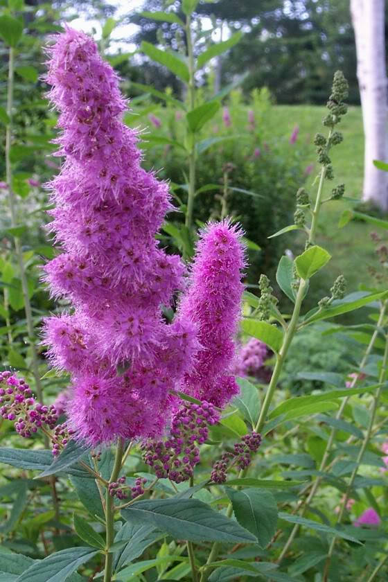 50 ROSE DOUGLAS SPIREA Pink Hardhack Steeple Bush Spiraea Douglasii Flower Shrub Seeds