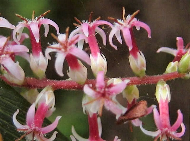 50 TASSELFLOWER Red Pink  Leucopogon Verticillatus Tassel Flower Shrub Seeds