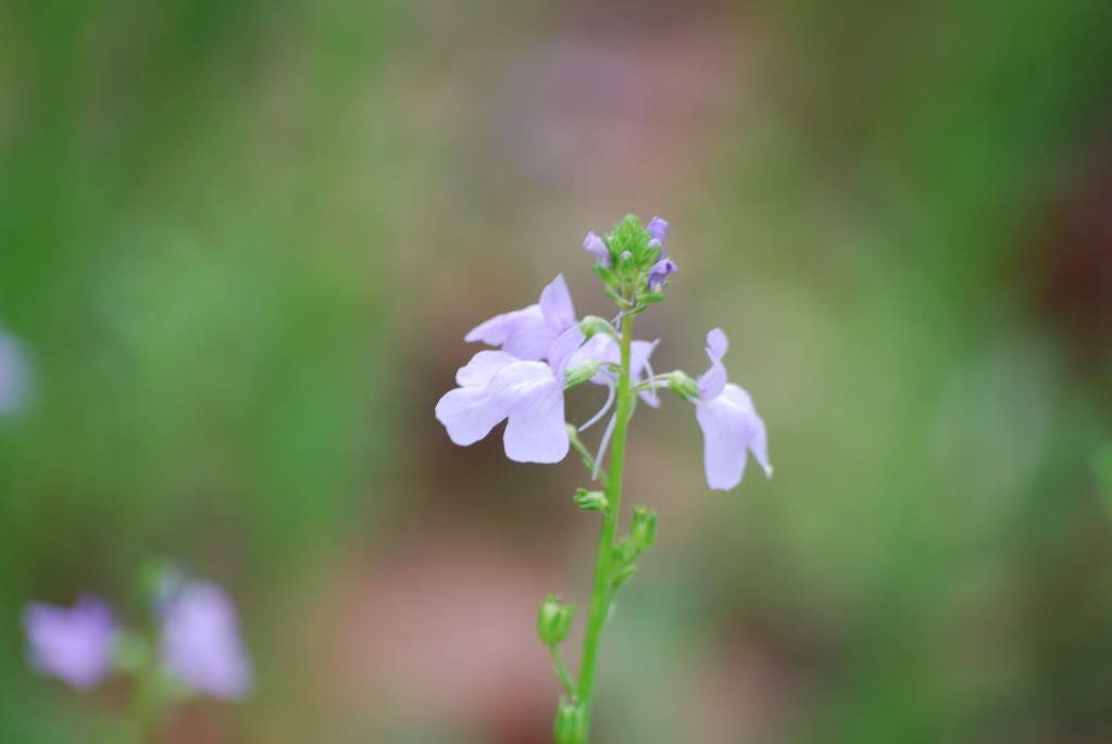 100 semillas de flores canadienses de Linaria canadensis Antirrhinum