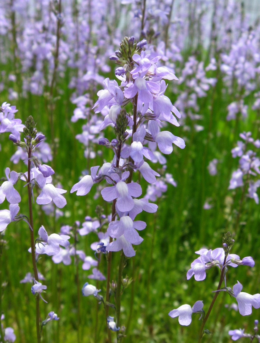 100 semillas de flores canadienses de Linaria canadensis Antirrhinum