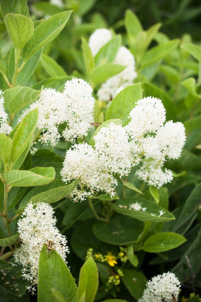 20 White NEW JERSEY TEA Hummingbird Flower Ceanothus Americanus Shrub Seeds