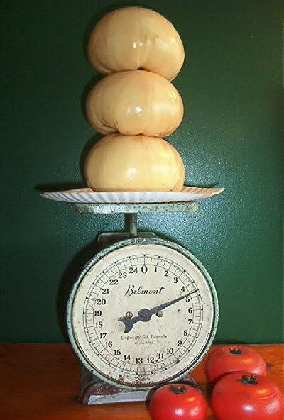 50 WHITE Wonder BEEFSTEAK TOMATO Lycopersicon 1 - 2 lb Fruit Vegetable Seeds