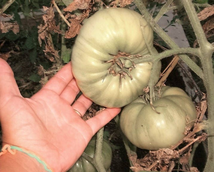 50 WHITE Wonder BEEFSTEAK TOMATO Lycopersicon 1 - 2 lb Fruit Vegetable Seeds
