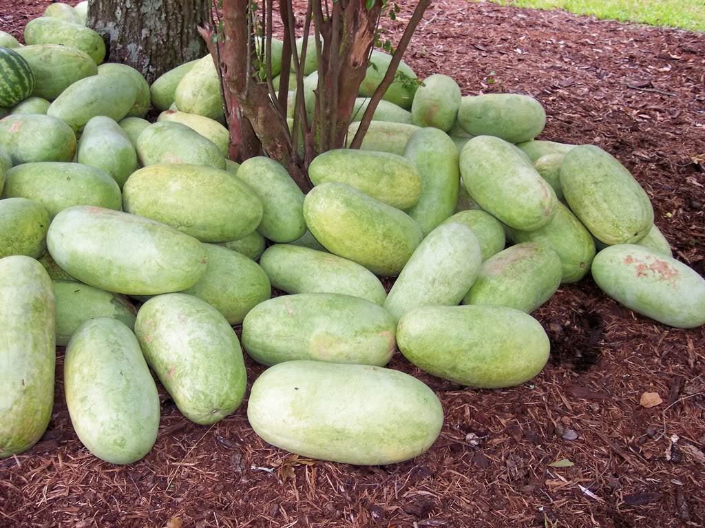 50 semillas de melón Charleston Gray Sandía Citrullus Lanatus Frutos Rojos
