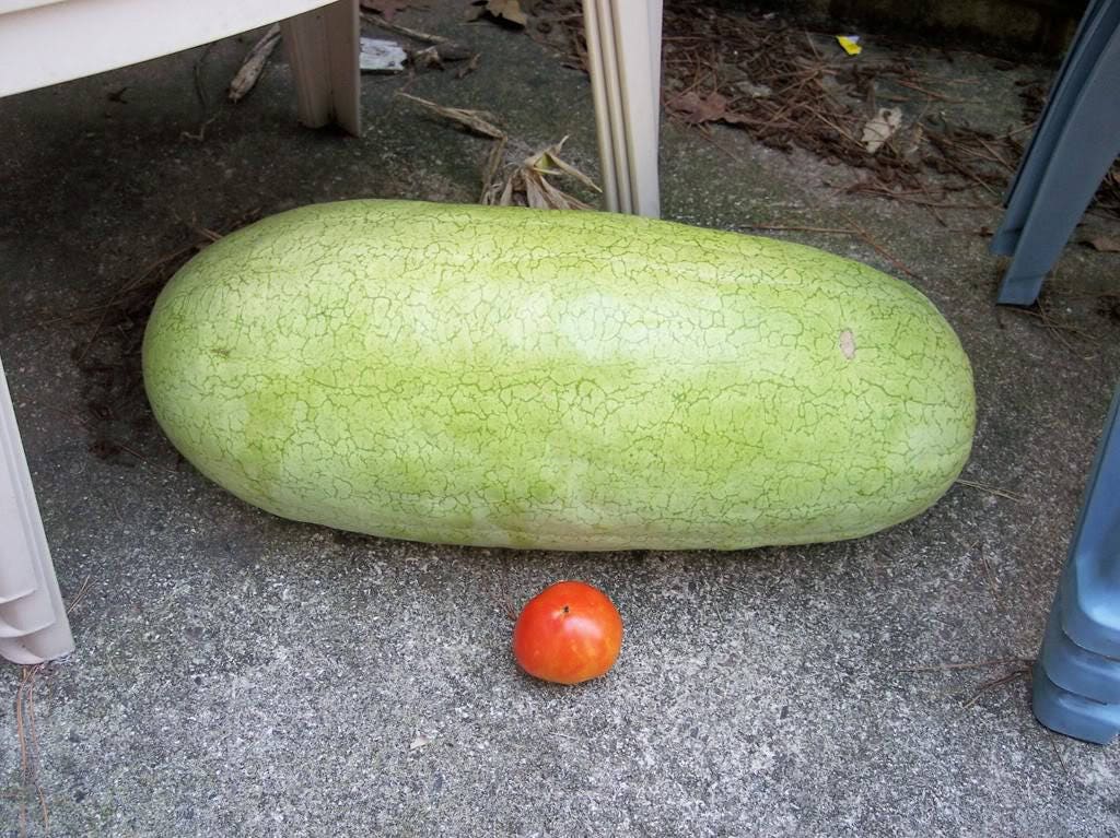 50 semillas de melón Charleston Gray Sandía Citrullus Lanatus Frutos Rojos