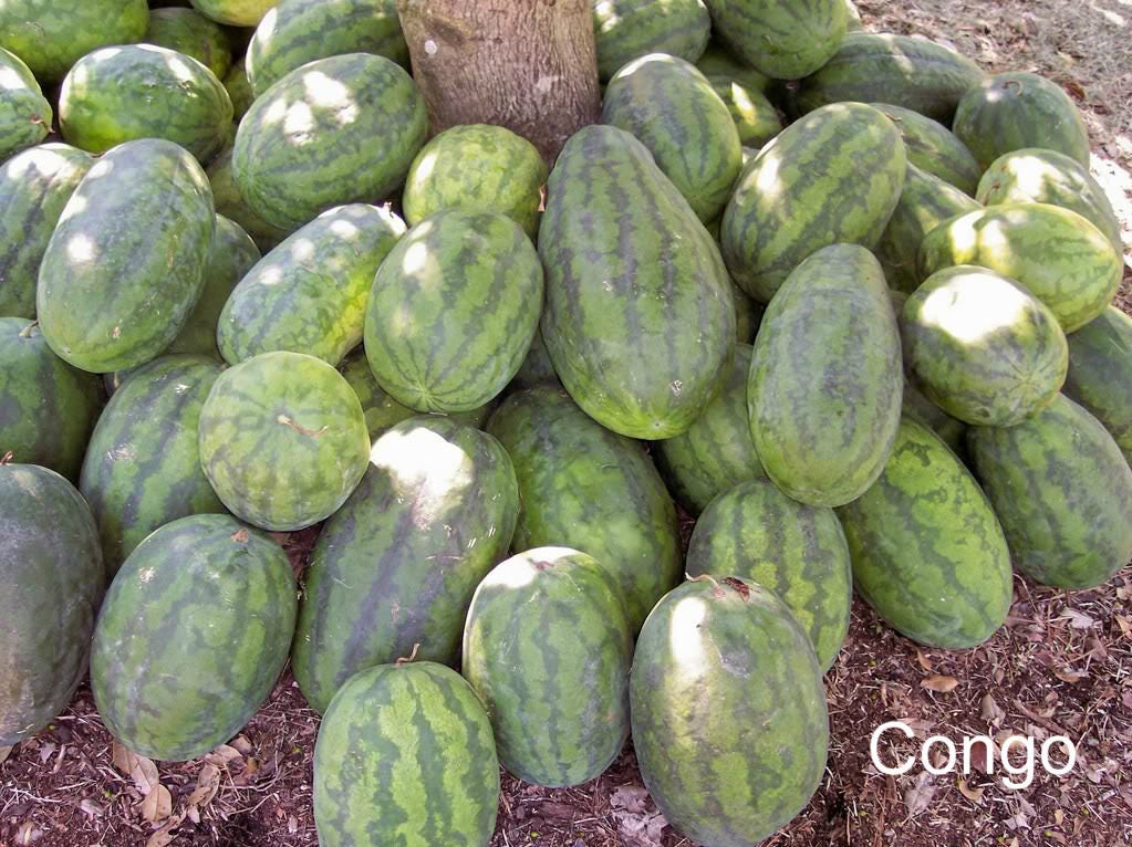 50 SANDÍA CONGO Citrullus Lanatus Rojo 40 lbs Semillas de Melón Winner Fruit AAS
