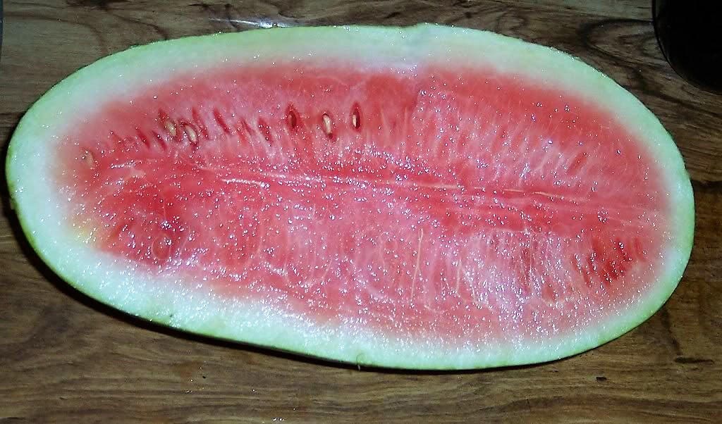 50 SANDÍA CONGO Citrullus Lanatus Rojo 40 lbs Semillas de Melón Winner Fruit AAS