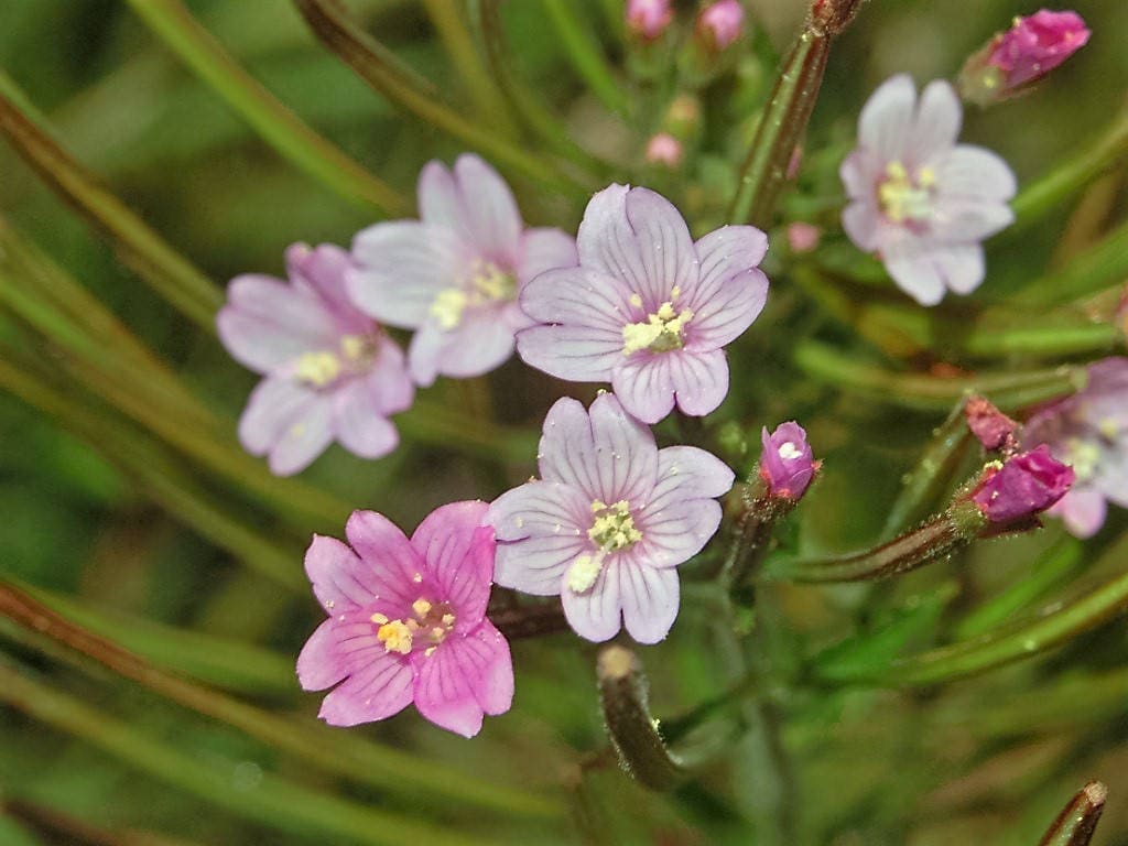 100 semillas de flores de Epilobium coloratum de hoja morada oriental (Sauce canela)