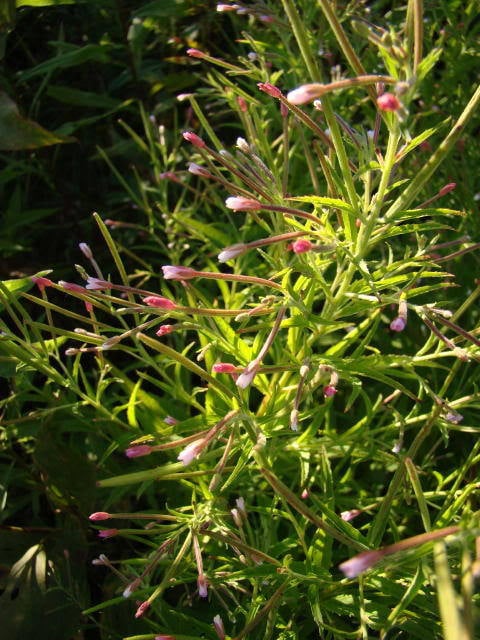 100 semillas de flores de Epilobium coloratum de hoja morada oriental (Sauce canela)